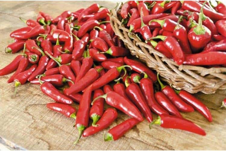 Peperoncino Quagliettano